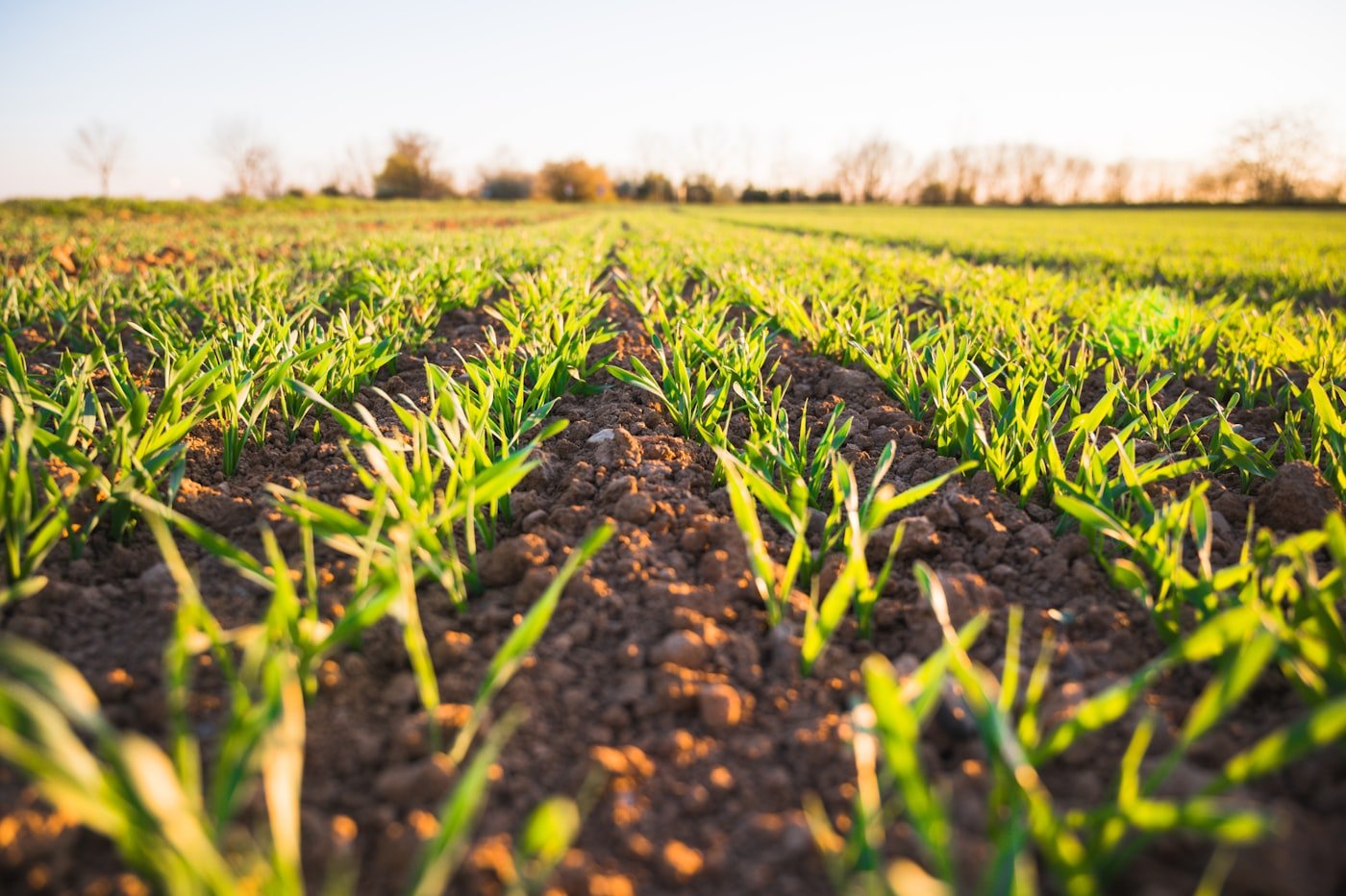 Climate-Resilient Agriculture Practices for Semi-Arid Zones